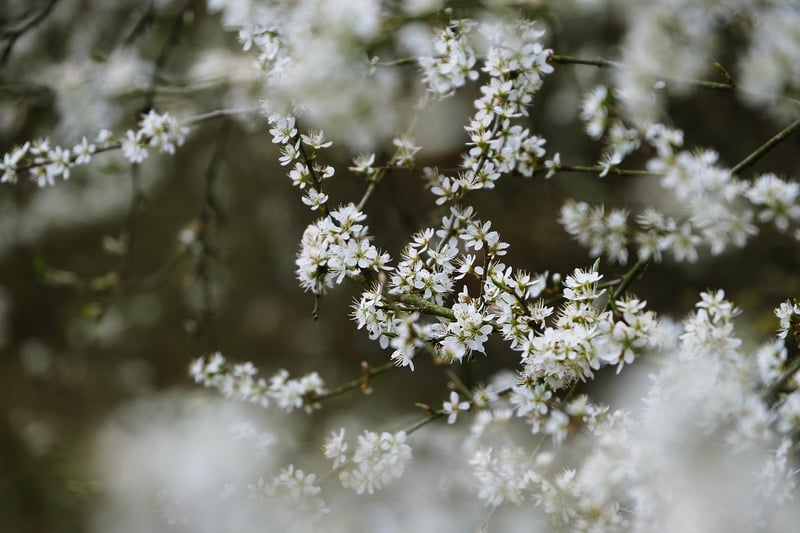 Vintage Floral Pattern